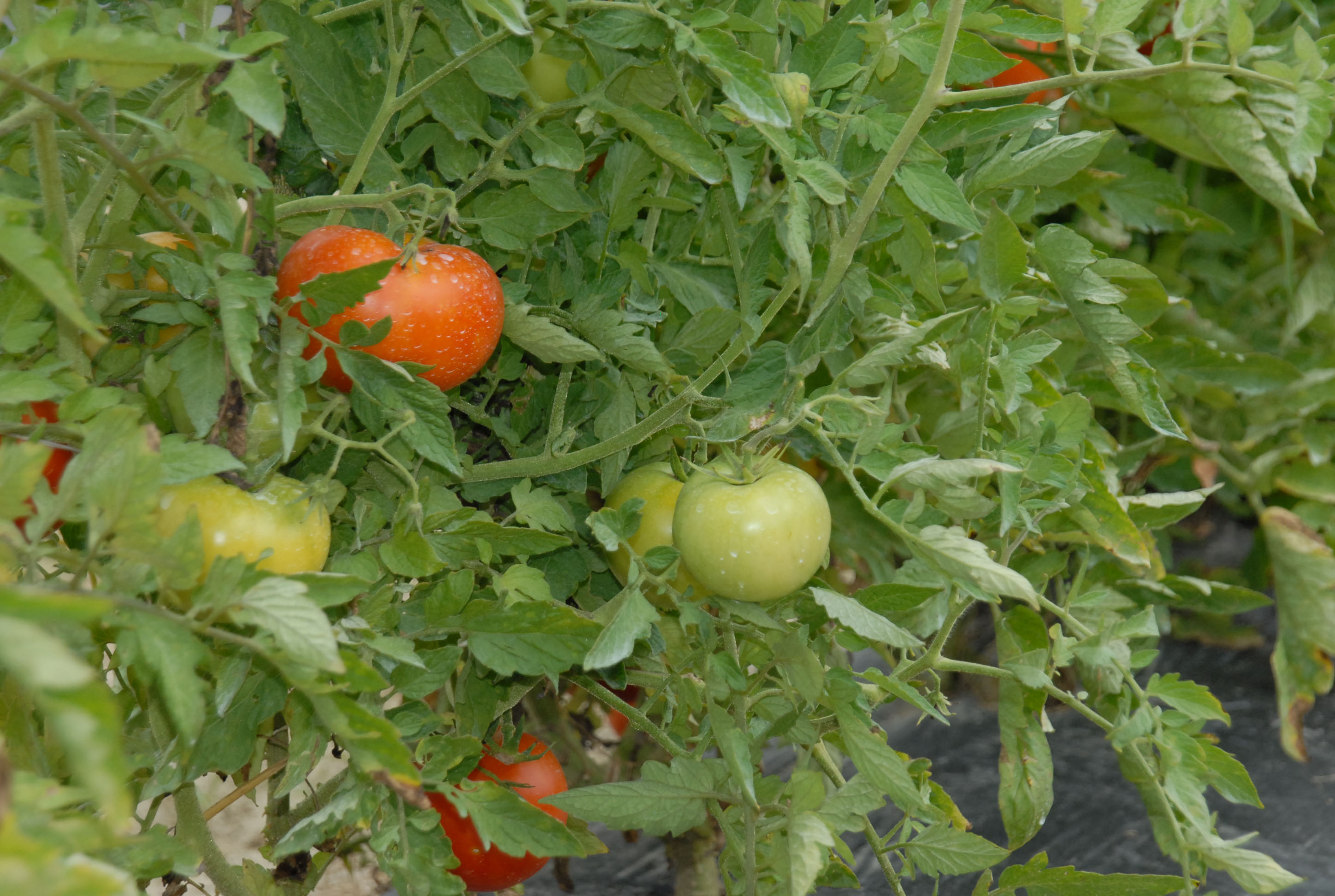 Workshop offers tips for organic farming 